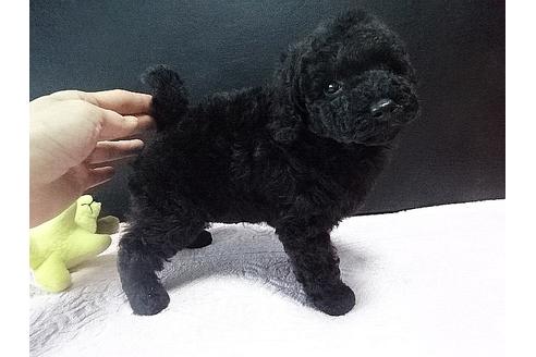 成約済の大阪府のトイプードル-24973の2枚目