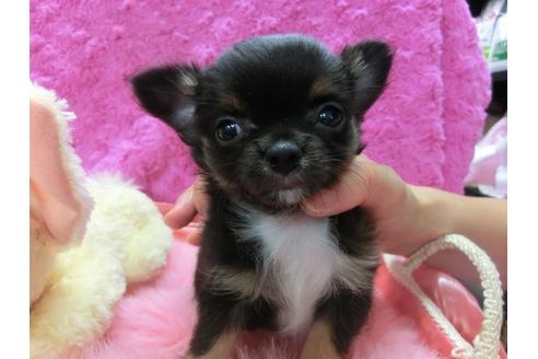 成約済の京都府のチワワ-24982の1枚目