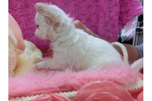 成約済の京都府のチワワ-24983の3枚目