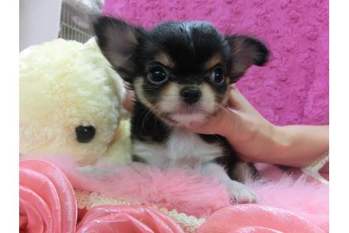 成約済の京都府のチワワ-24984の1枚目