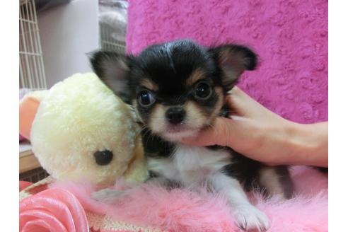 成約済の京都府のチワワ-24984の2枚目