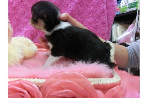 成約済の京都府のチワワ-24984の3枚目