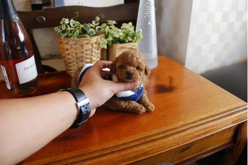 成約済の埼玉県のトイプードル-24738の1枚目