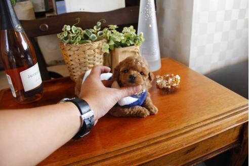 成約済の埼玉県のトイプードル-24738の2枚目