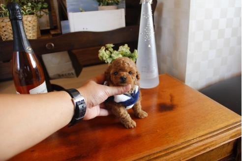 成約済の埼玉県のトイプードル-24738の4枚目