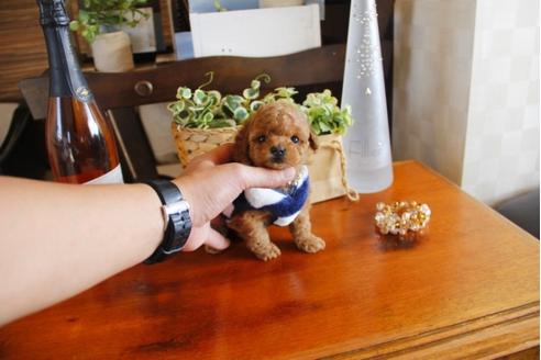 成約済の埼玉県のトイプードル-24738の5枚目