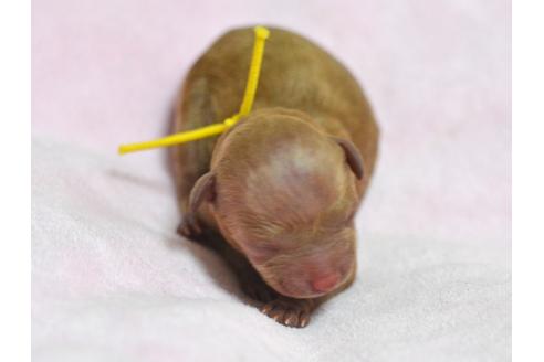 成約済の埼玉県のトイプードル-24993の2枚目