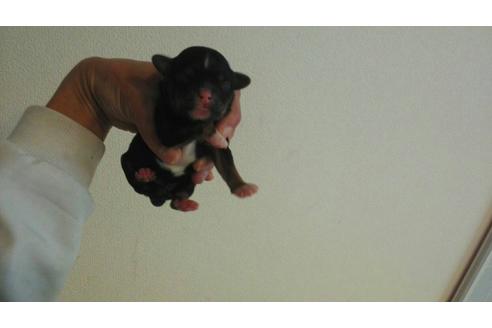 成約済の山口県のミックス犬-25000の1枚目