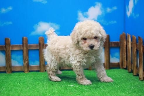 成約済の滋賀県のトイプードル-25003の2枚目