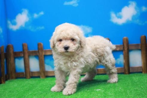 成約済の滋賀県のトイプードル-25003の1枚目