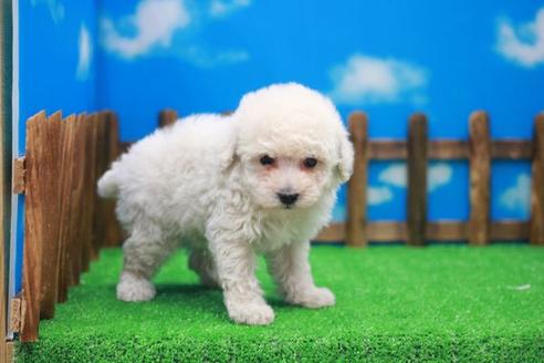 成約済の滋賀県のトイプードル-25004の2枚目