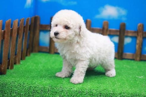 成約済の滋賀県のトイプードル-25004の1枚目