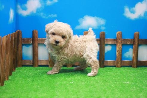 成約済の滋賀県のトイプードル-25005の2枚目