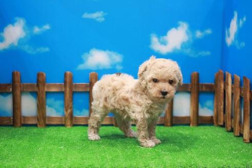 成約済の滋賀県のトイプードル-25005の1枚目