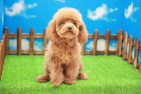 成約済の滋賀県のトイプードル-25006の2枚目