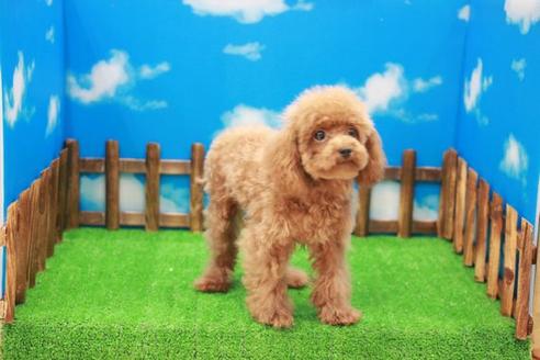 成約済の滋賀県のトイプードル-25006の1枚目