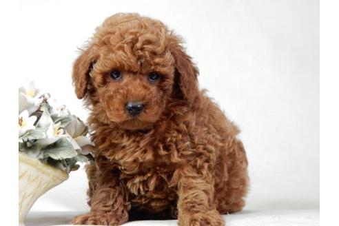 成約済の北海道のトイプードル-25015の1枚目