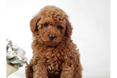 成約済の北海道のトイプードル-25015の2枚目