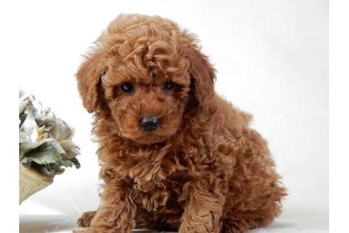 成約済の北海道のトイプードル-25015の3枚目