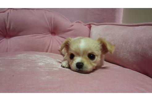 成約済の埼玉県のチワワ-25047の2枚目
