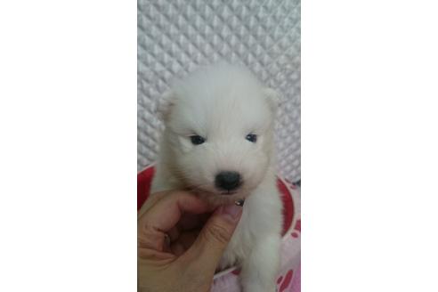 成約済の奈良県のサモエド-25072の2枚目