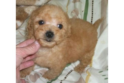 成約済の岐阜県のミックス犬-25074の1枚目