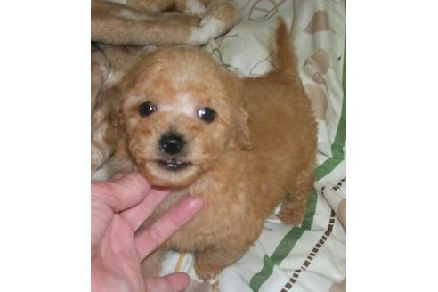 成約済の岐阜県のミックス犬-25074の2枚目