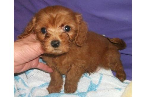 成約済の岐阜県のミックス犬-25075の1枚目