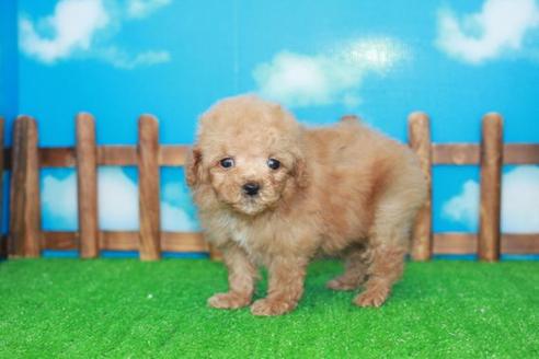 成約済の滋賀県のトイプードル-25104の1枚目