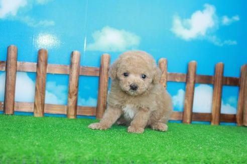 成約済の滋賀県のトイプードル-25105の2枚目