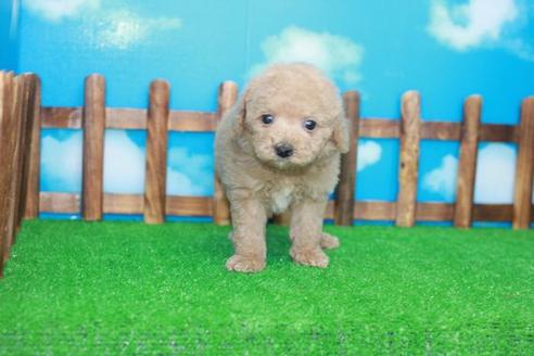 成約済の滋賀県のトイプードル-25105の1枚目