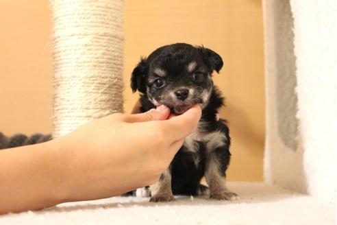 成約済の群馬県のチワワ-24098の1枚目