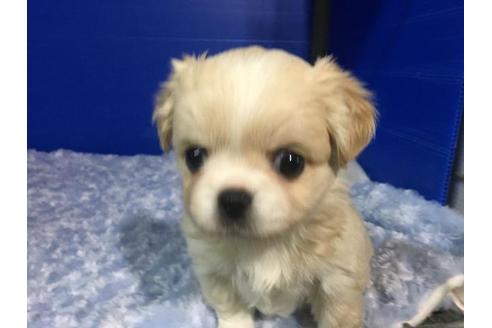 成約済の佐賀県のミックス犬-25140の1枚目