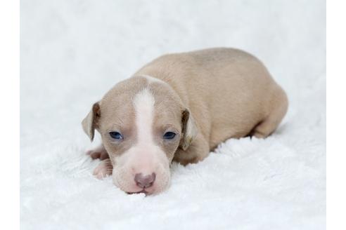 成約済の栃木県のイタリアングレーハウンド(イタグレ)-25142の1枚目