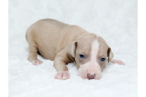 成約済の栃木県のイタリアングレーハウンド(イタグレ)-25142の2枚目