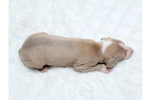 成約済の栃木県のイタリアングレーハウンド(イタグレ)-25142の3枚目