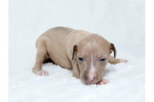 成約済の栃木県のイタリアングレーハウンド(イタグレ)-25143の3枚目