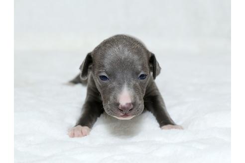 成約済の栃木県のイタリアングレーハウンド(イタグレ)-25144の1枚目