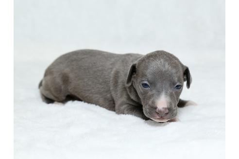 成約済の栃木県のイタリアングレーハウンド(イタグレ)-25144の2枚目