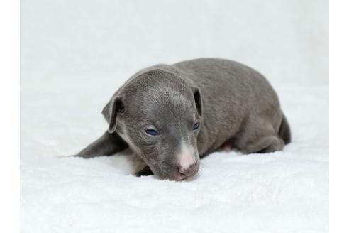 成約済の栃木県のイタリアングレーハウンド(イタグレ)-25144の3枚目