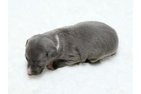 成約済の栃木県のイタリアングレーハウンド(イタグレ)-25144の4枚目