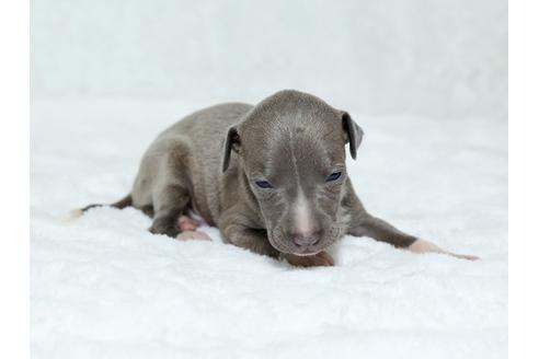 成約済の栃木県のイタリアングレーハウンド(イタグレ)-25145の1枚目