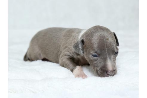 成約済の栃木県のイタリアングレーハウンド(イタグレ)-25145の2枚目