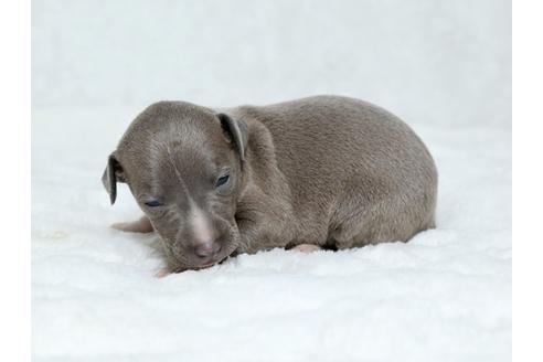 成約済の栃木県のイタリアングレーハウンド(イタグレ)-25145の3枚目