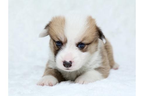 成約済の栃木県のウェルシュコーギーペンブローク-25146の1枚目