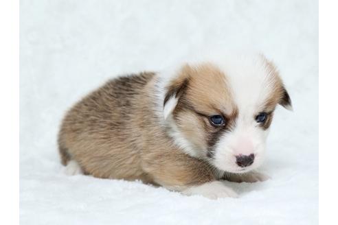 成約済の栃木県のウェルシュコーギーペンブローク-25146の2枚目