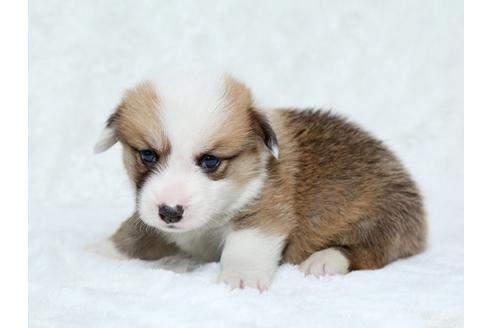 成約済の栃木県のウェルシュコーギーペンブローク-25146の3枚目