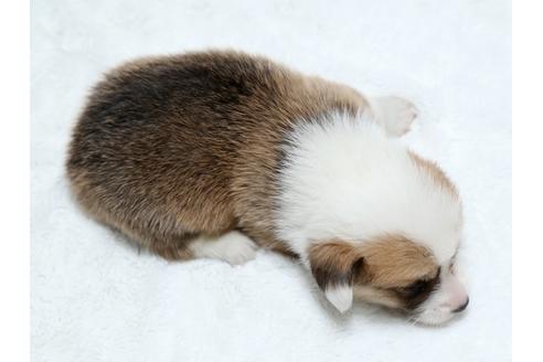 成約済の栃木県のウェルシュコーギーペンブローク-25146の4枚目