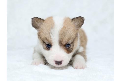 成約済の栃木県のウェルシュコーギーペンブローク-25147の1枚目