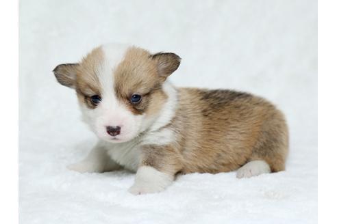 成約済の栃木県のウェルシュコーギーペンブローク-25147の3枚目